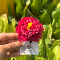 Marigold Hair Clips